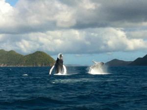 St. John resident Sheila Caballero snapped this photo of two whales frolicking off the North shore of St. John near Carvel Rock on Friday, February 22. 